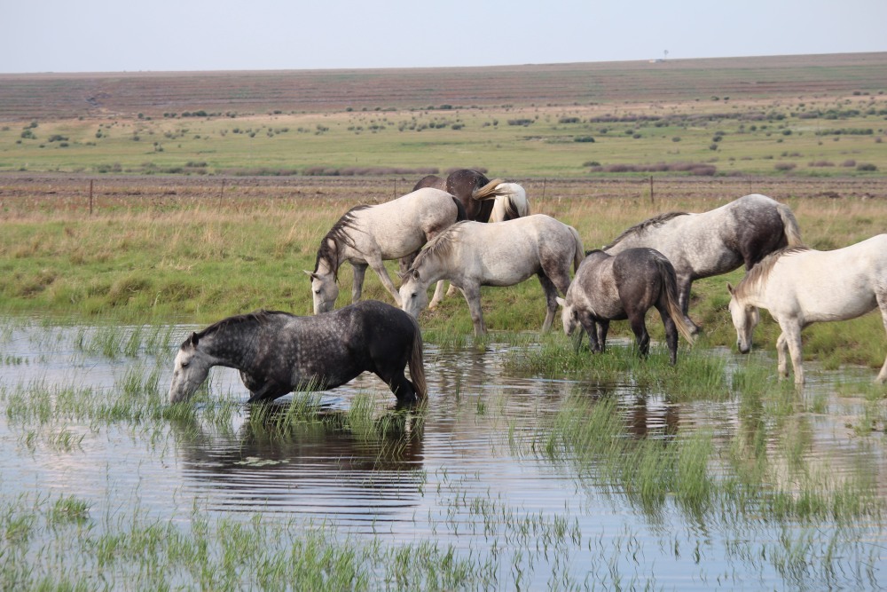 Pure bred percheron sport horses016.jpg